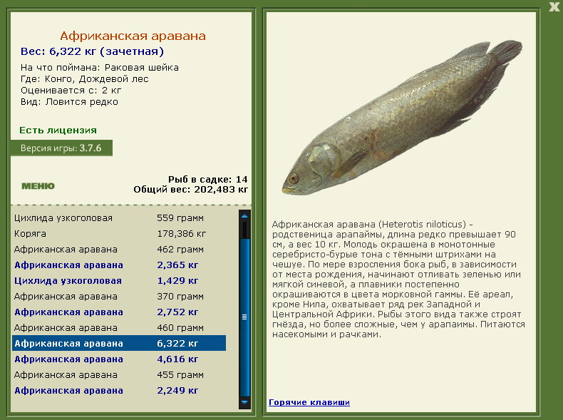 Дождевой лес 