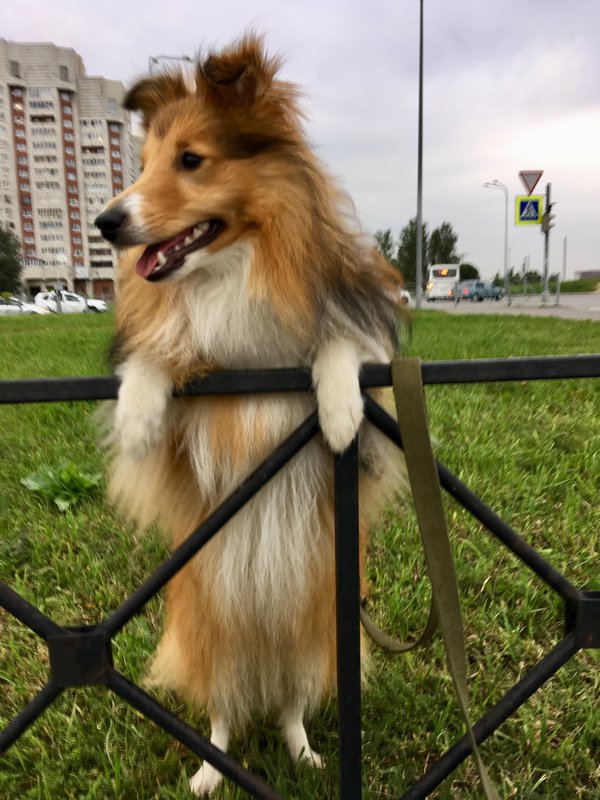 ФОРУМ ЛЮБИТЕЛЕЙ КОЛЛИ И ШЕЛТИ 