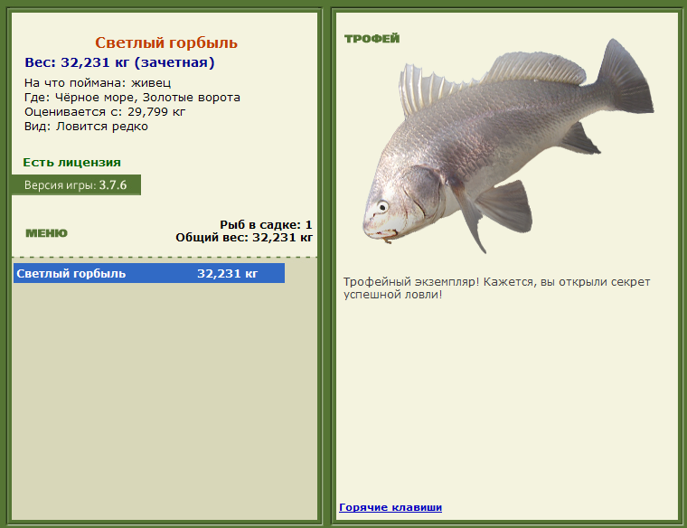 Спинорог серый 