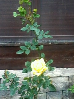 Голос-Дети 6, СП-5, Выпуск №5 от 15.03.2019г.