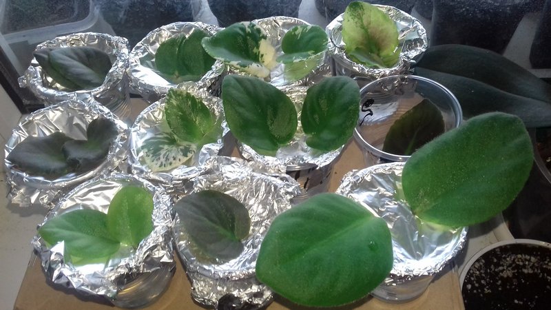 Как размножить фиалку листом в домашних условиях пошагово с фото воде