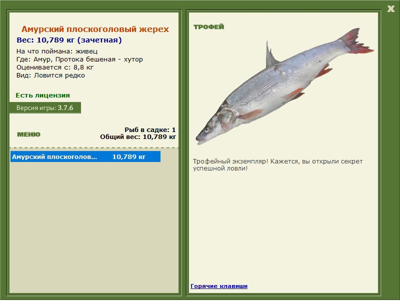 Амурский плоскоголовый жерех 
