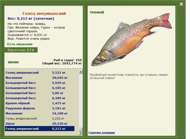 Голец американский 