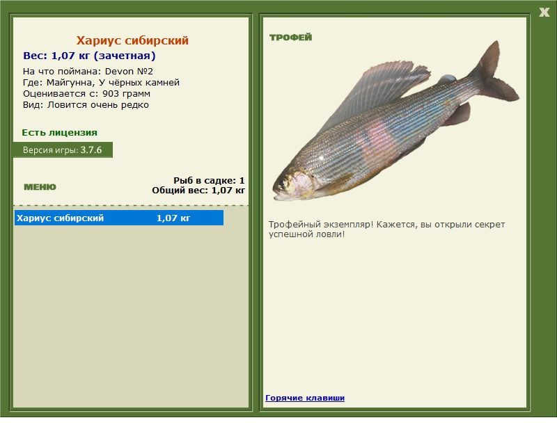 Хариус сибирский 