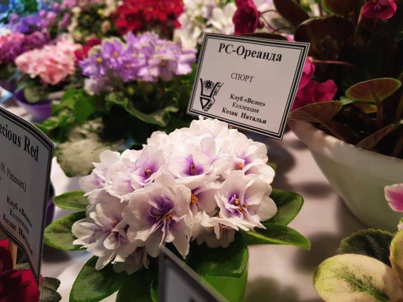 Фиалковод Официальный Сайт И Магазин Скидки Фиалковод Официальный Сайт И Магазин Скидки
