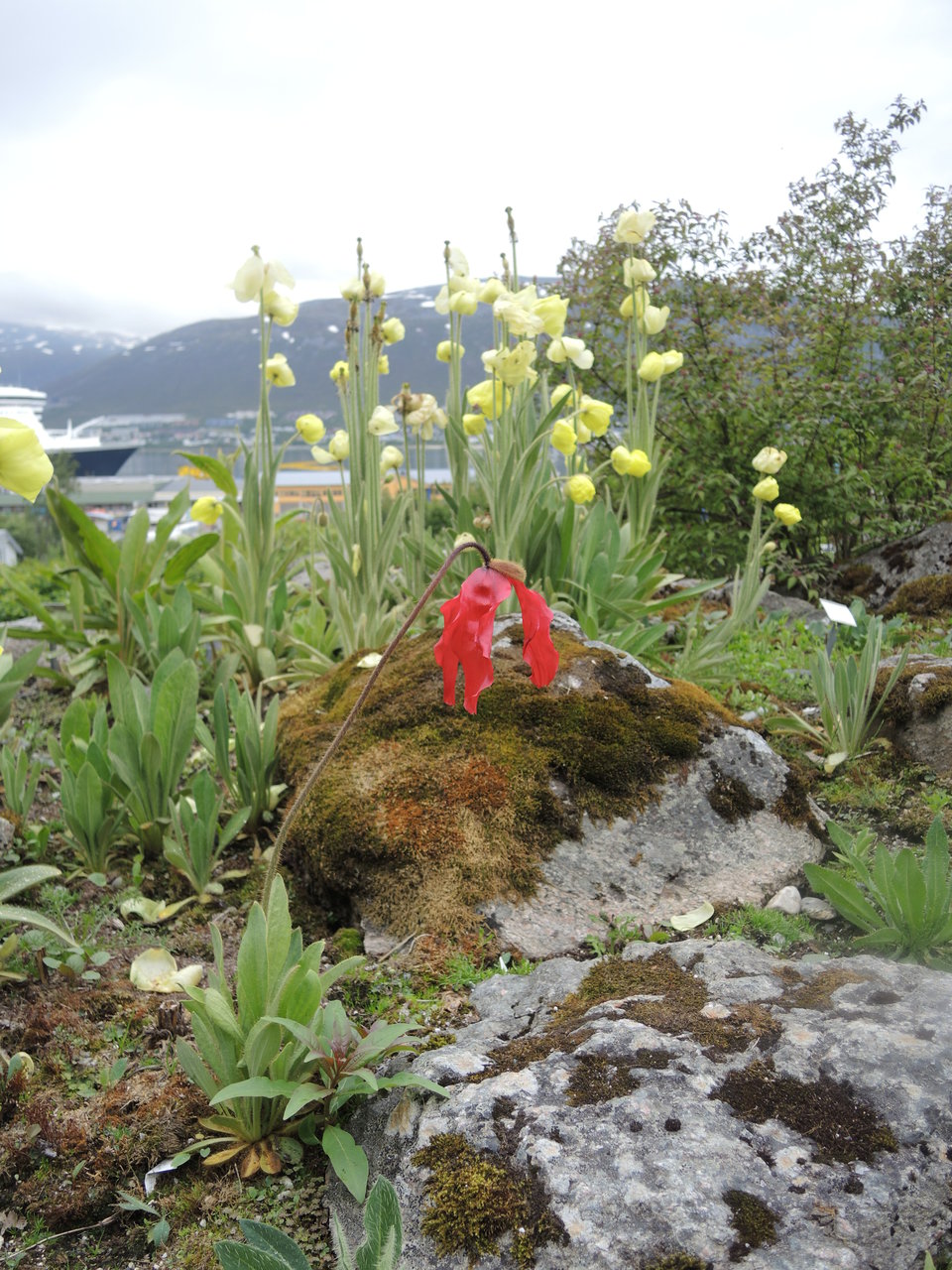 Самый северный ботанический сад. Тромсё, Норвегия 2013 год