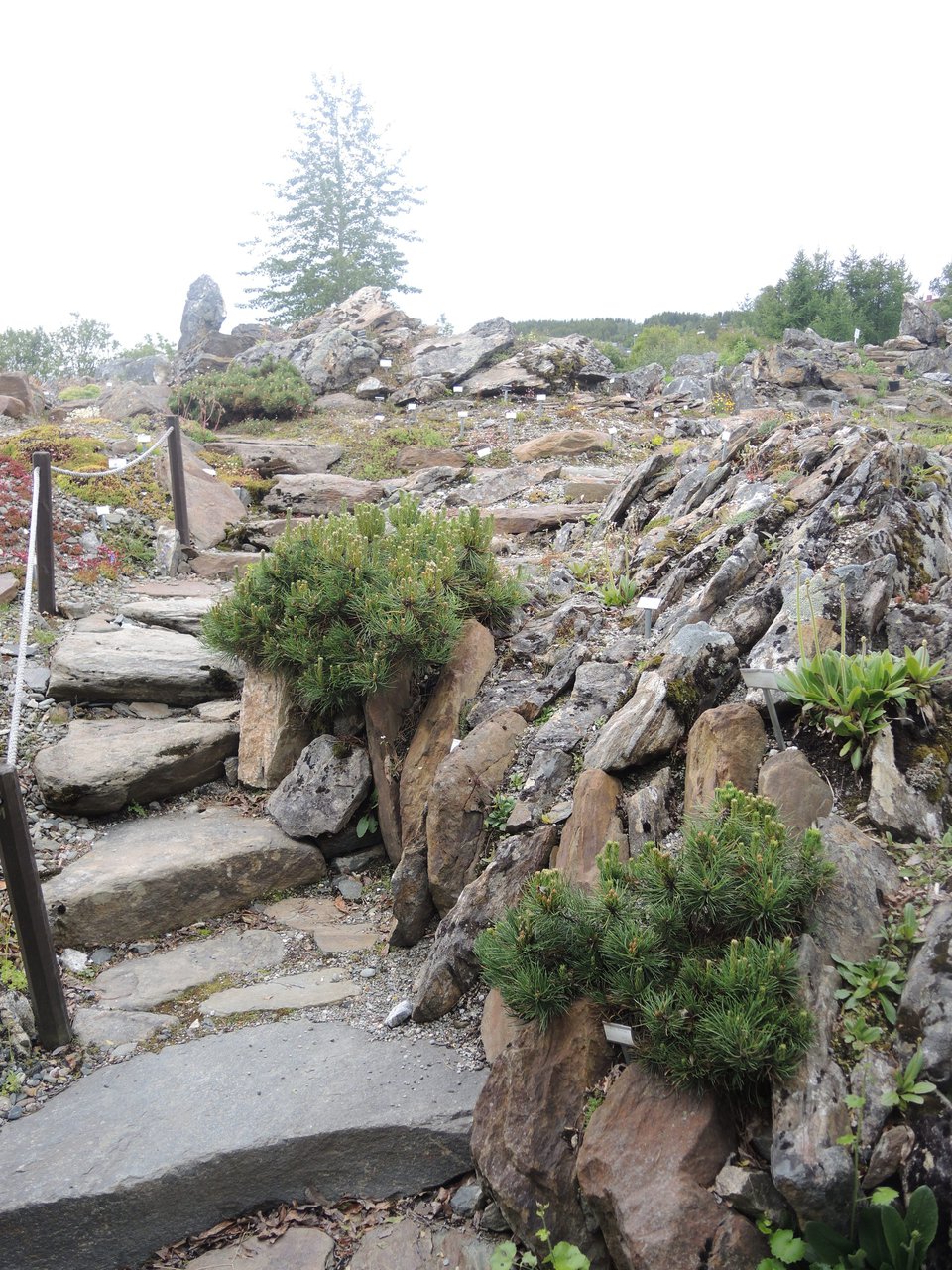 Самый северный ботанический сад. Тромсё, Норвегия 2013 год