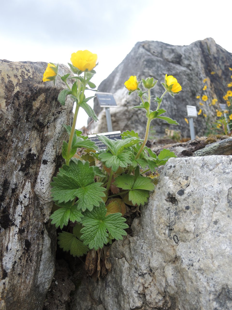 Самый северный ботанический сад. Тромсё, Норвегия 2013 год