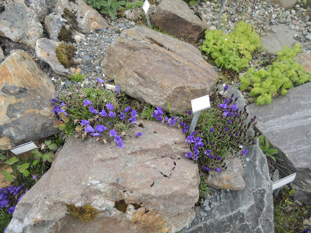 Самый северный ботанический сад. Тромсё, Норвегия 2013 год