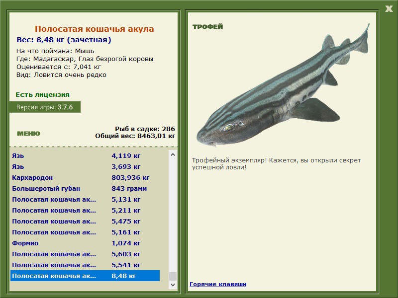 Полосатая кошачья акула 