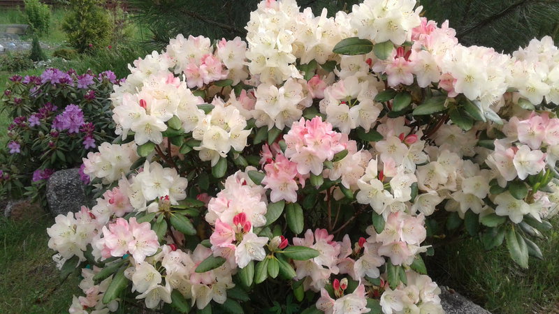  Страница 56 - Форум \\