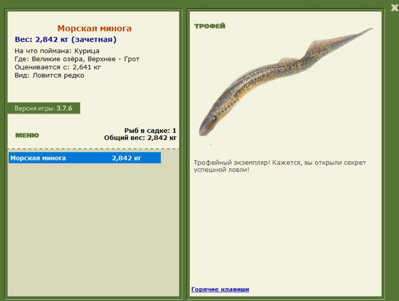 Морская минога 