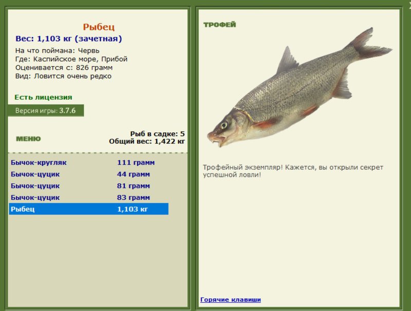 Рыбец 