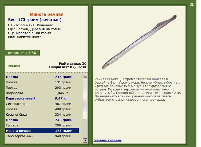 Минога речная 