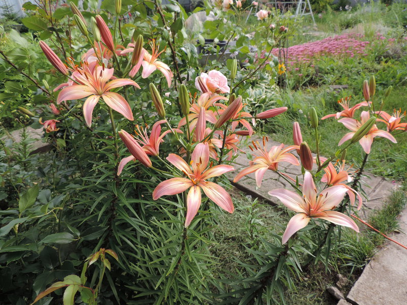 Киреевские лилии, обсуждение