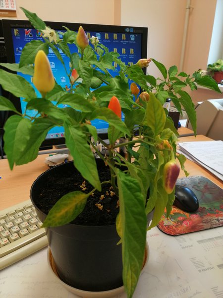 Посевная 2019