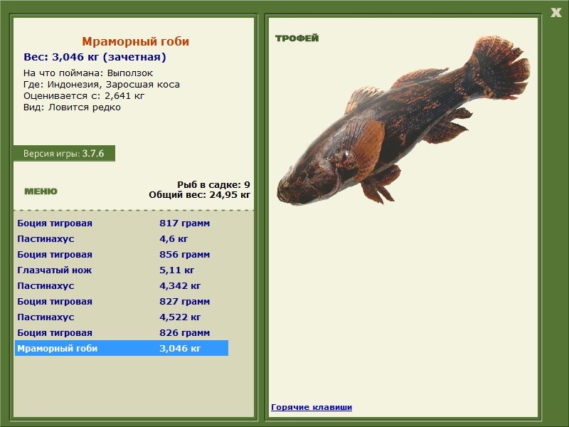 Мраморный гоби 