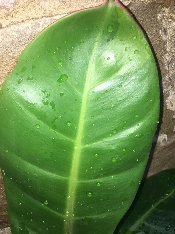 Коробейники 