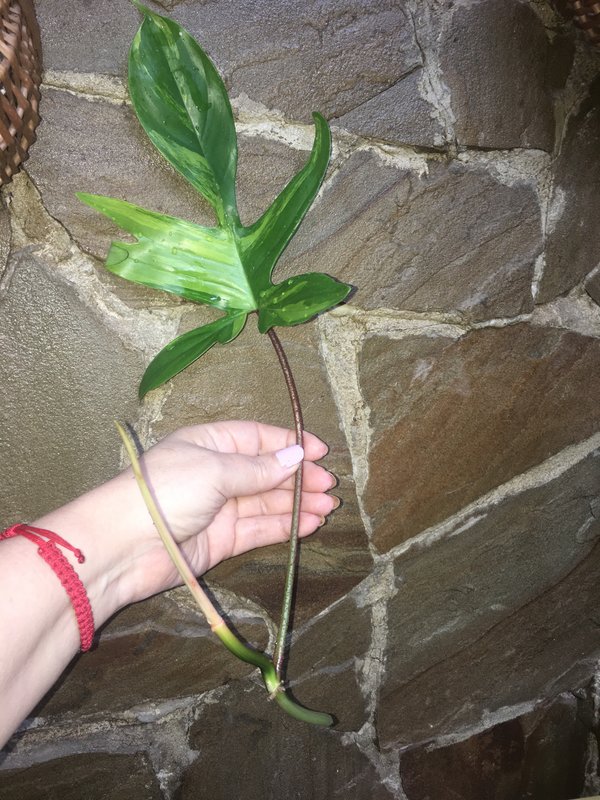 Коробейники 