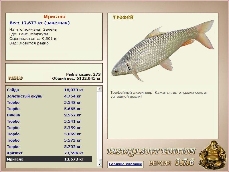 Маджули 