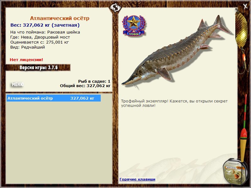 Атлантический осётр 