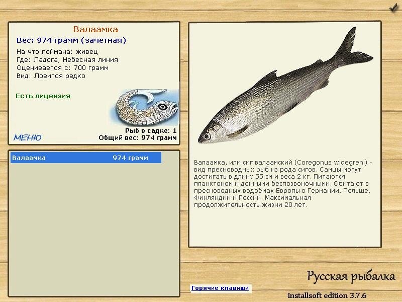Небесная линия 