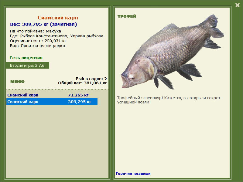 Сиамский карп 