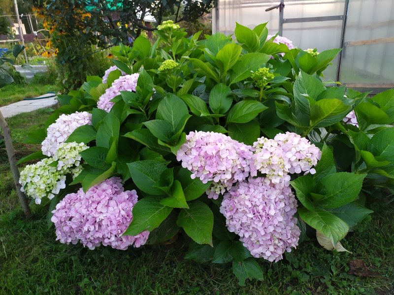Hydrangea paniculata 'Bobo' Paslen ru