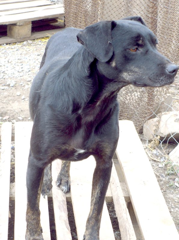  беременная подмашинница с переломами • Темы животных