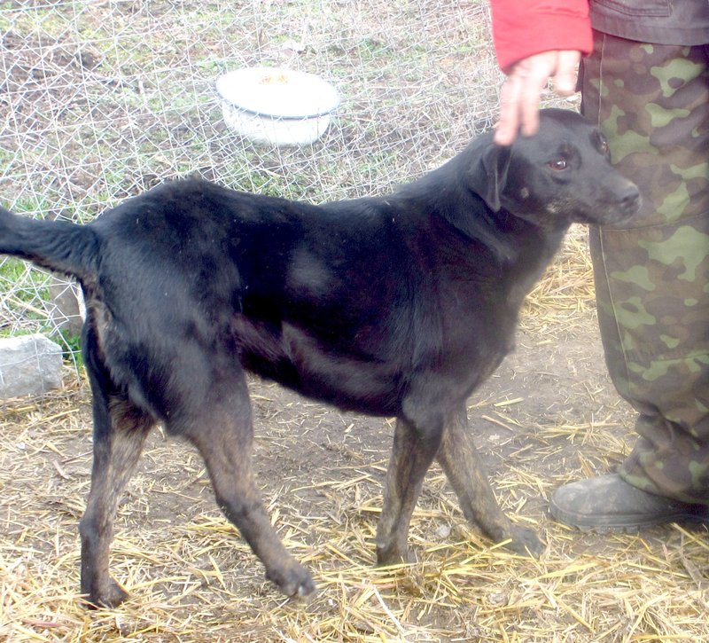  беременная подмашинница с переломами • Темы животных
