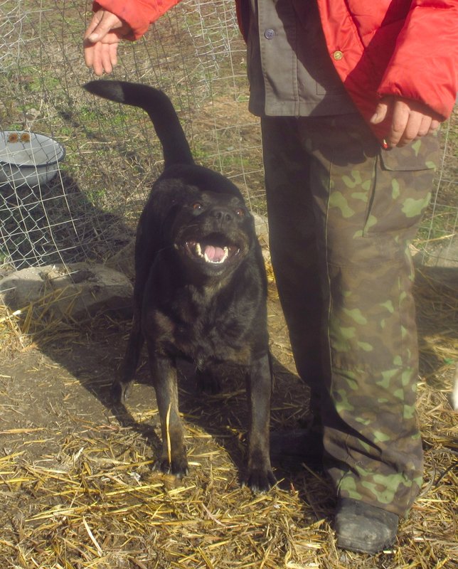  беременная подмашинница с переломами • Темы животных