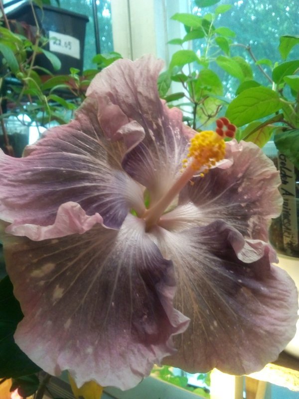 Гибискус Hibiscus Moorea Antonia