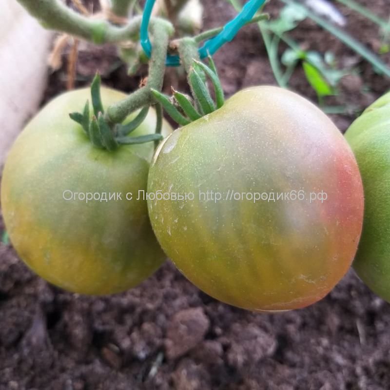Семена томатов с Любовью - Страница 2 - Форум Дачный ответ Галактики