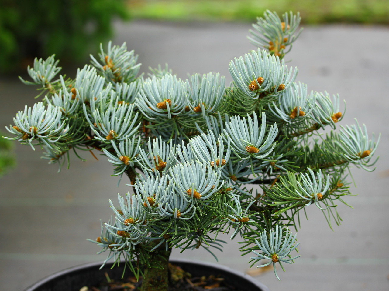 Abies concolor King's gap