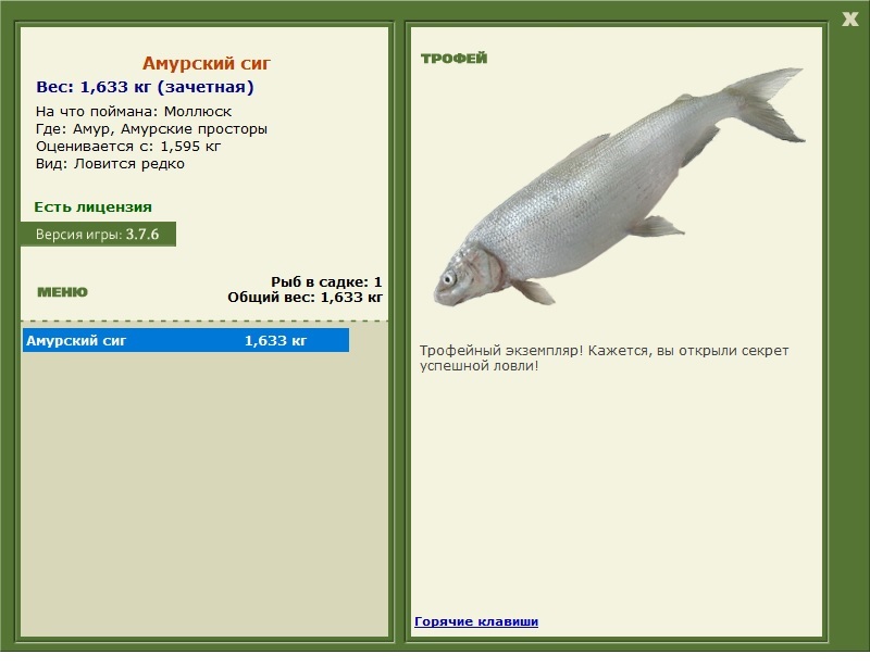 Амурский сиг 