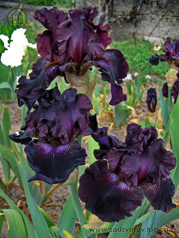 ЗАКАЗ ИРИСОВ (КАРЛИКИ, ВЫСОКИЕ БОРОДАТЫЕ), ЛИЛЕЙНИКОВ ОТ ЧАСТНЫХ КОЛЛЕКЦИОНЕРОВ.