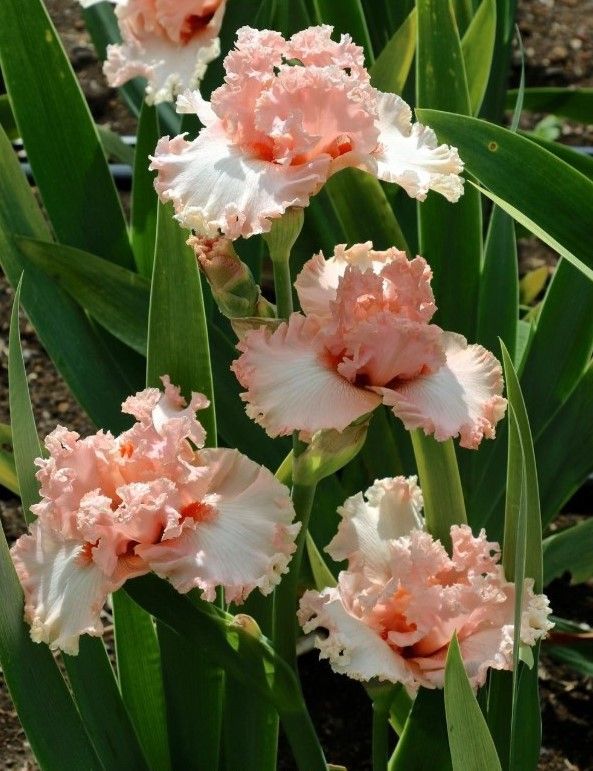 ЗАКАЗ ИРИСОВ (КАРЛИКИ, ВЫСОКИЕ БОРОДАТЫЕ), ЛИЛЕЙНИКОВ ОТ ЧАСТНЫХ КОЛЛЕКЦИОНЕРОВ.