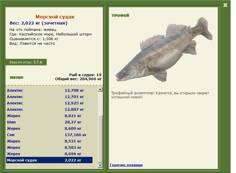 Морской судак 