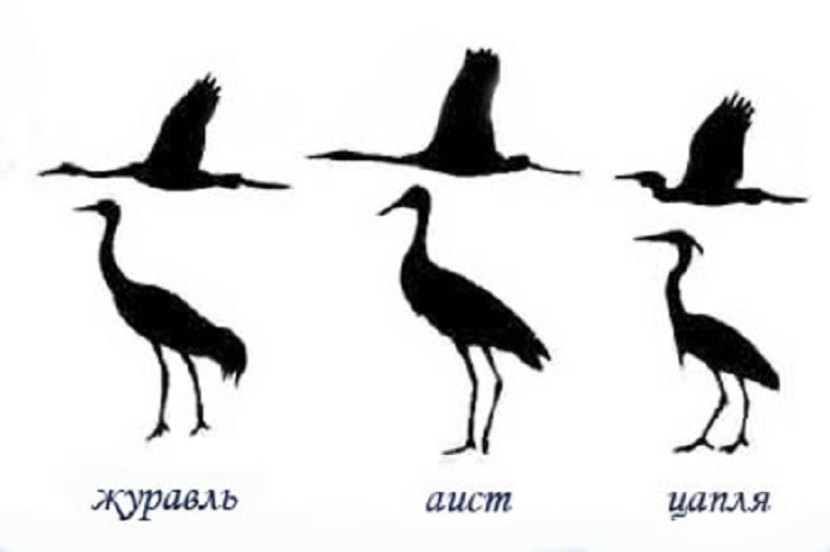 Чем отличается аист от цапли показать картинки