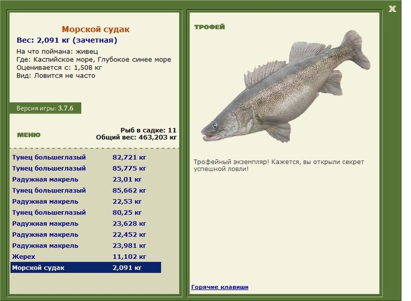 Морской судак 