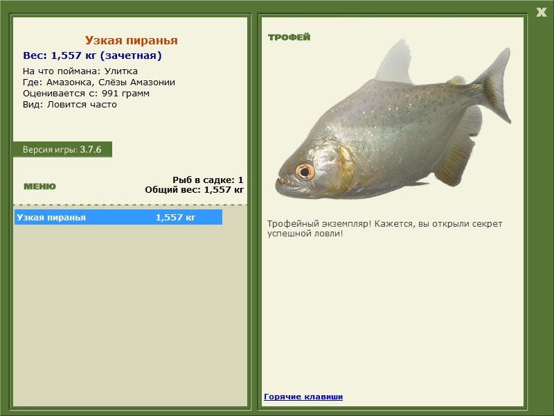 Узкая пиранья 