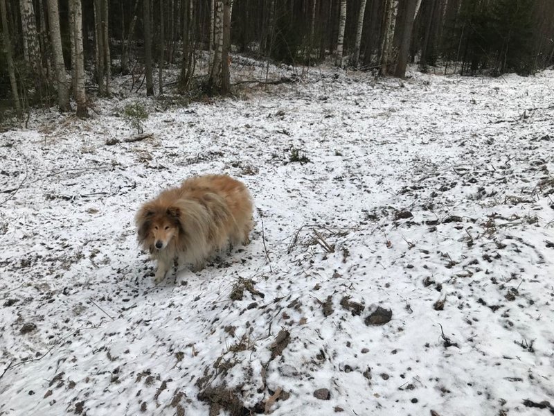  Срочно!! Рыжий колли отловлен в Васкелово!