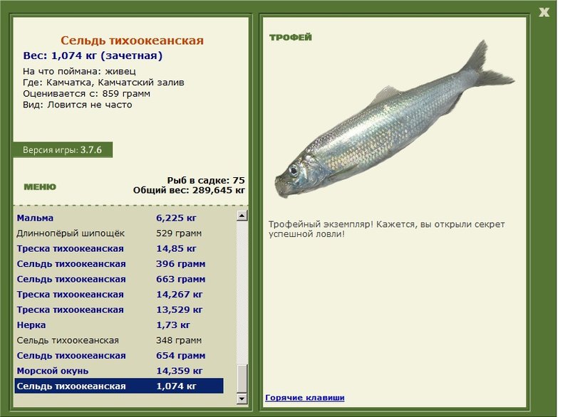 Сельдь тихоокеанская 
