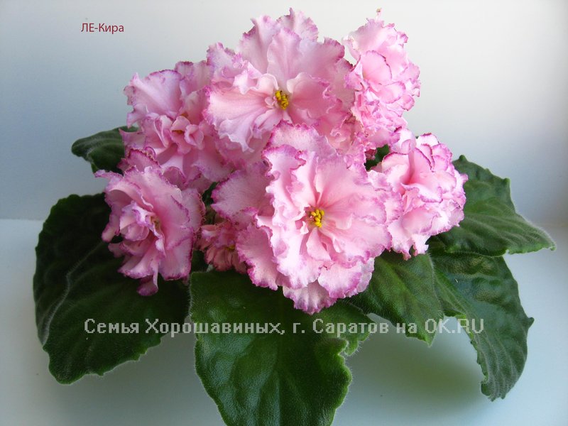 ЛЕ - Кира ⋆ Комнатные фиалки