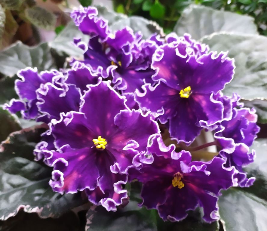 Virtual Violet :: Просмотр темы - Выставка фиалок 20-25 марта 2018 г., Харьков
