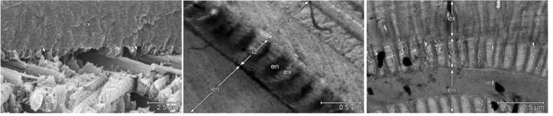 Параллельный остров 