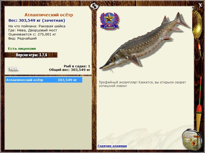 Атлантический осётр 
