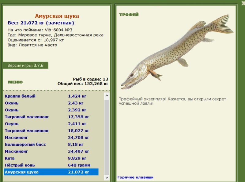 Амурская щука 