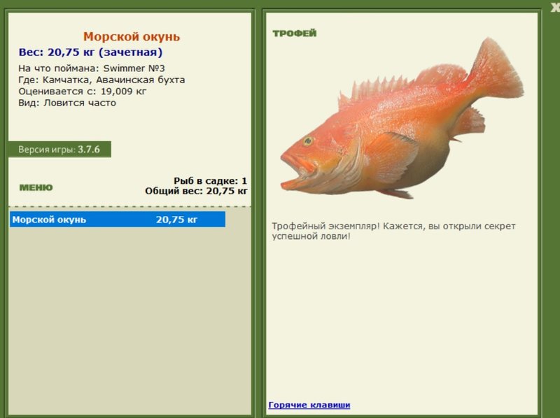 Морской окунь 