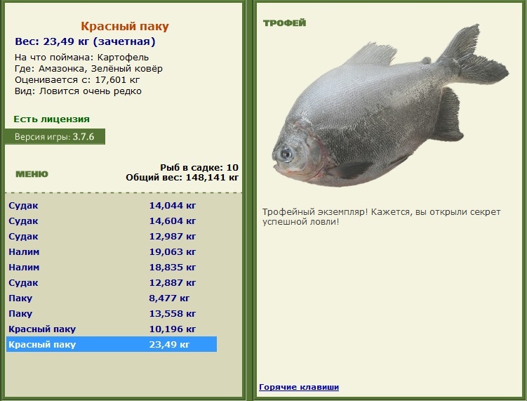 Красный паку 